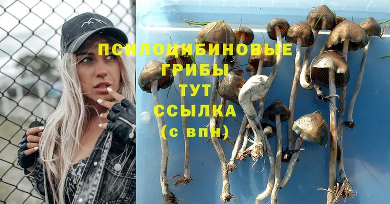 Псилоцибиновые грибы Psilocybine cubensis  Губкинский 